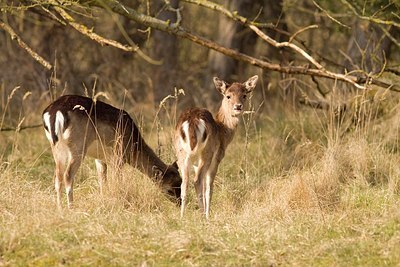 BUITEN BEELD Foto: 149282