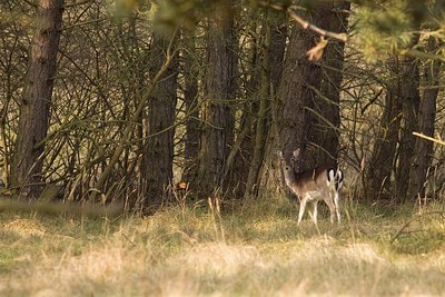 BUITEN BEELD Foto: 149285