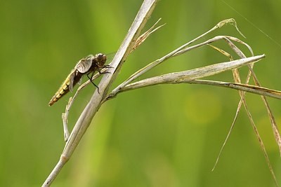 BUITEN BEELD Foto: 149382