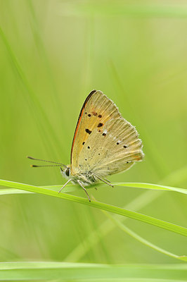 BUITEN BEELD Foto: 149423