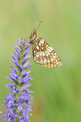 BUITEN BEELD Foto: 149436