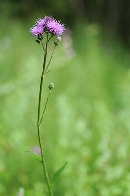 BUITEN BEELD Foto: 149448