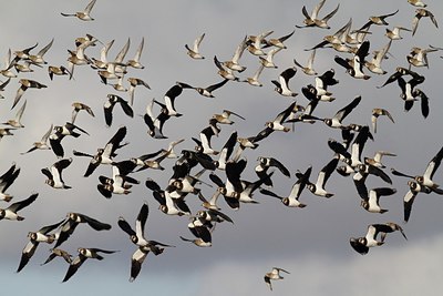 BUITEN BEELD Foto: 149517