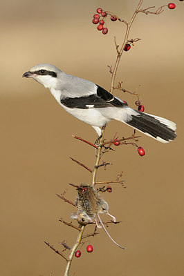 BUITEN BEELD Foto: 149538