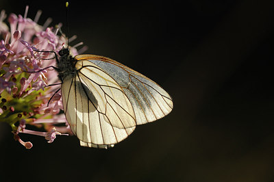 BUITEN BEELD Foto: 149541