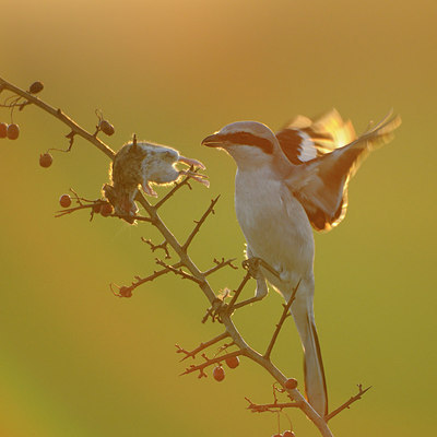 BUITEN BEELD Foto: 149544