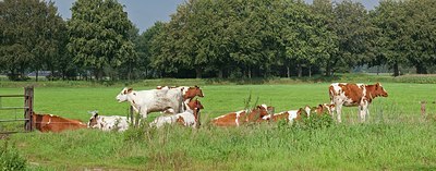 BUITEN BEELD Foto: 149629