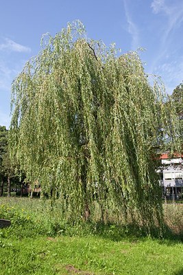 BUITEN BEELD Foto: 149638