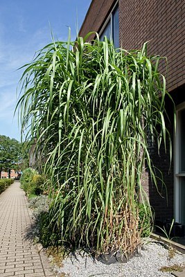 BUITEN BEELD Foto: 149640