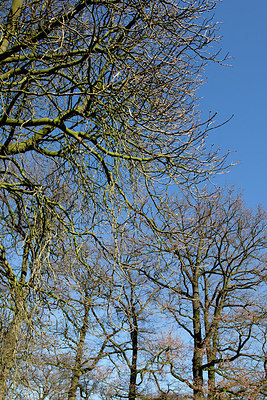 BUITEN BEELD Foto: 149671