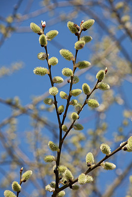 BUITEN BEELD Foto: 149674