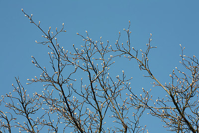 BUITEN BEELD Foto: 149683