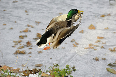 BUITEN BEELD Foto: 149747