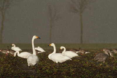 BUITEN BEELD Foto: 149752