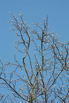 BUITEN BEELD Foto: 149767