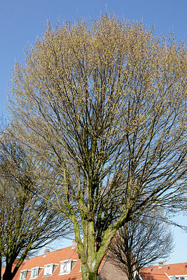 BUITEN BEELD Foto: 149780
