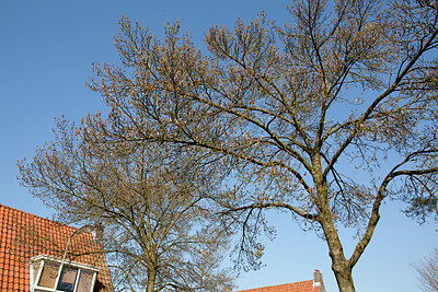 BUITEN BEELD Foto: 149783