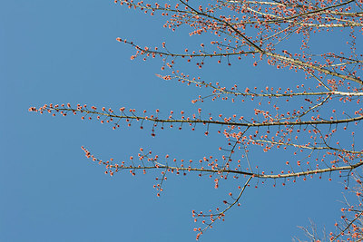 BUITEN BEELD Foto: 149784