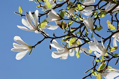 BUITEN BEELD Foto: 149865
