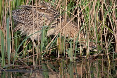 BUITEN BEELD Foto: 149894