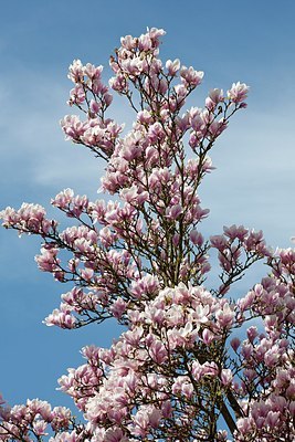 BUITEN BEELD Foto: 149936