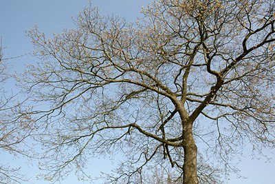 BUITEN BEELD Foto: 149976