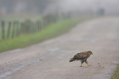 BUITEN BEELD Foto: 149991