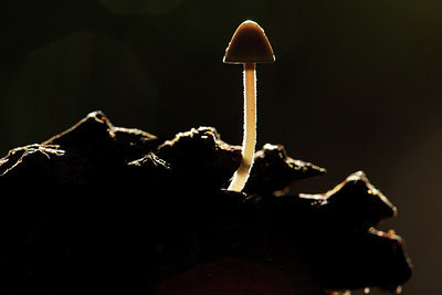 BUITEN BEELD Foto: 150024