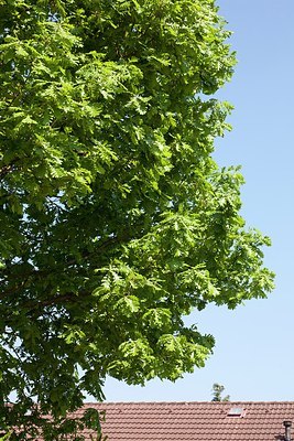 BUITEN BEELD Foto: 150053