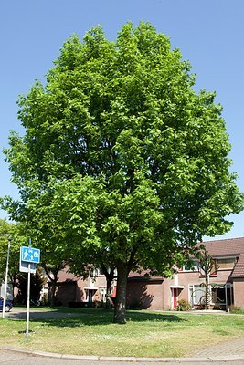 BUITEN BEELD Foto: 150066