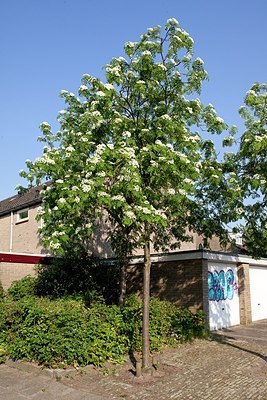 BUITEN BEELD Foto: 150075