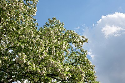 BUITEN BEELD Foto: 150186