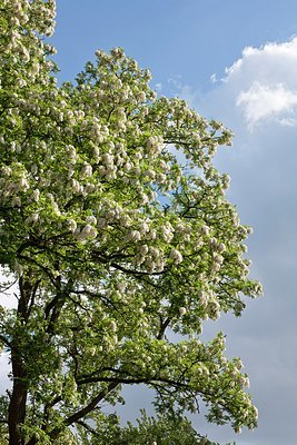 BUITEN BEELD Foto: 150188