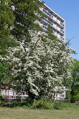 BUITEN BEELD Foto: 150284