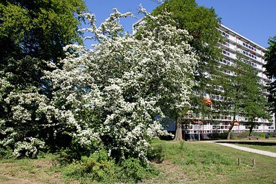 BUITEN BEELD Foto: 150293