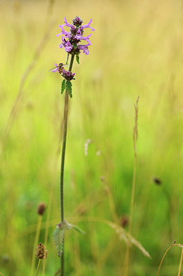 BUITEN BEELD Foto: 150421