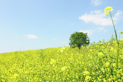 BUITEN BEELD Foto: 150432