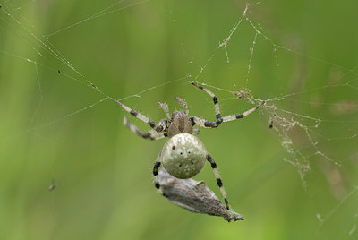 BUITEN BEELD Foto: 150478