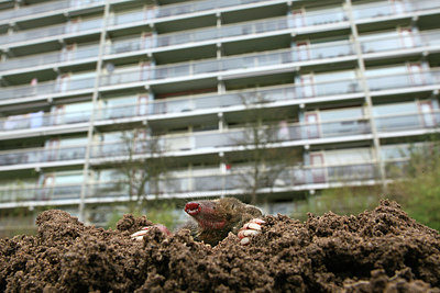 BUITEN BEELD Foto: 150502