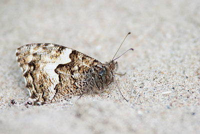 BUITEN BEELD Foto: 150510