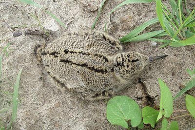 BUITEN BEELD Foto: 150520
