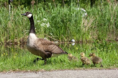 BUITEN BEELD Foto: 150530