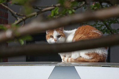 BUITEN BEELD Foto: 150538