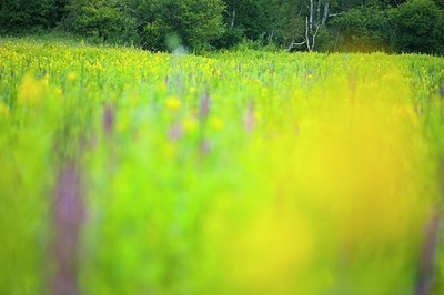 BUITEN BEELD Foto: 150557