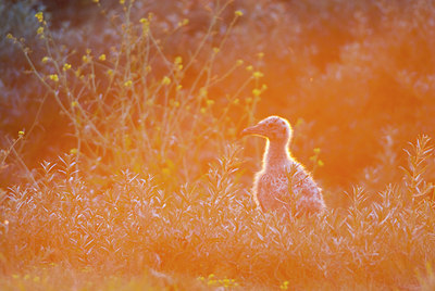 BUITEN BEELD Foto: 150560