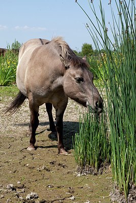 BUITEN BEELD Foto: 150570