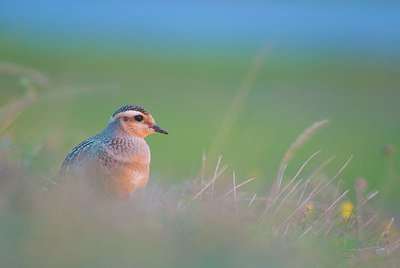 BUITEN BEELD Foto: 150572