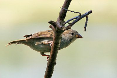 BUITEN BEELD Foto: 150606