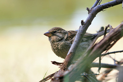 BUITEN BEELD Foto: 150610