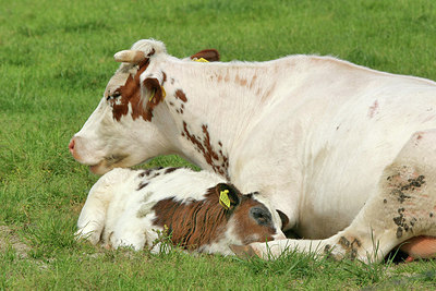 BUITEN BEELD Foto: 150615